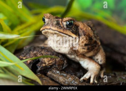 Kröte aga in einer natürlichen Lebensraumnähe. Stockfoto