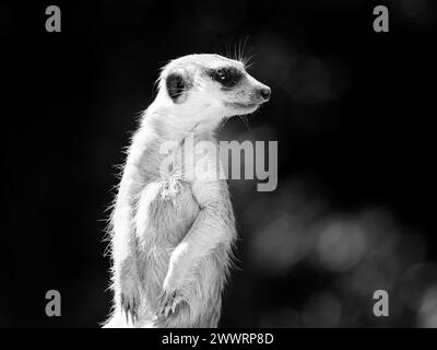 Erdmännchen, alias suricate, als Wache auf der Hut. Kleiner afrikanischer Fleischfresser. Schwarzweiß-Bild. Stockfoto