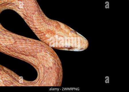 Gelb-orangene Schlange auf schwarzem Hintergrund im Terrarium. Stockfoto