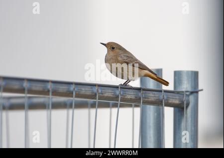 Phoenicurus ochruros, auch bekannt als schwarzer Rothahn, thront in Wohngegend. Stockfoto