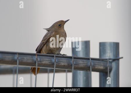 Phoenicurus ochruros, auch bekannt als schwarzer Rothahn, thront in Wohngegend. Stockfoto