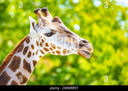 Nahaufnahme des Giraffenkopfes. Deatiled Ansicht der afrikanischen Tierwelt. Stockfoto