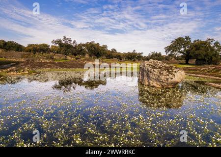 Großer Felsen in der Mitte des Wasserteichs Stockfoto