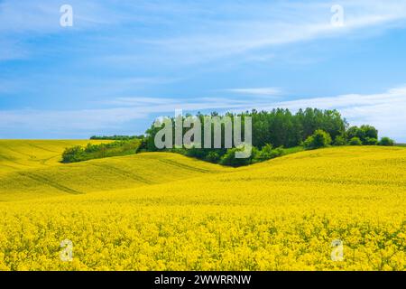 Rapsfeld blüht auf Ackerland im Grünen, Frühlingslandschaft unter blauem Himmel Stockfoto