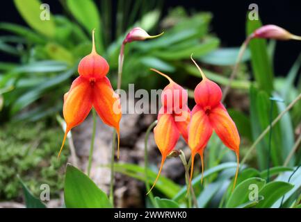 Orchidee, Masdevallia Solar Flare, Orchidaceae. Stockfoto