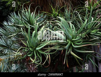 Krantz Aloe oder Candelabra Aloe, Aloe arborescens, Asphodelaceae. Südafrika. Stockfoto