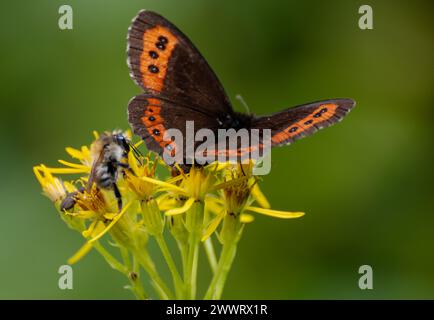 Zwei kleine Schmetterlinge auf gelben Blüten mit Gras im Hintergrund Stockfoto