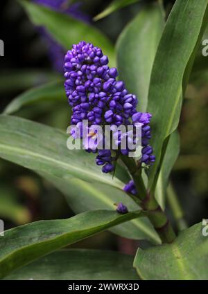 Blauer Ingwer, Blauer Ingwer oder brasilianischer Ingwer, Dichorisandra thyrsiflora, Commelinaceae, tropisches Südamerika. Stockfoto