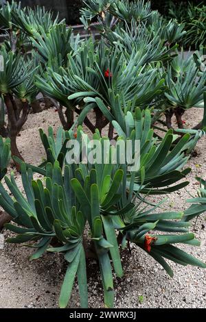 Fan-Aloe, Kumara plicatilis, Asphodelaceae. Südafrika. Früher bekannt als Aloe plicatilis. Stockfoto