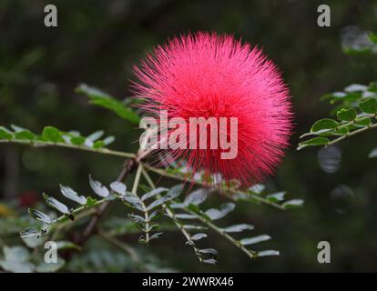 Roter Puderpuff, roter Puderpuff, blutrote Quastenblume, rosafarbener Puderpuff, Lehua Haole, Calliandra haematocephala, Fabaceae. Bolivien, Südamerika. Stockfoto