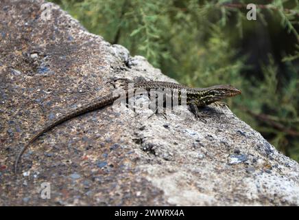 Gallot's Lizard, Teneriffa Lizard oder Western Canaries Lizard, Gallotia galloti, Lacertidae, Reptilia. Das ist eine weibliche Nördliche Teneriffa-Echse. Stockfoto