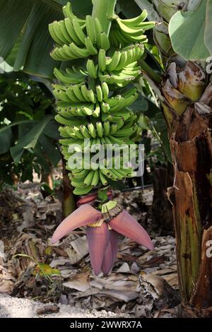 Kanarische Bananen, Zwergcavendish Bananen, Musa acuminata, Musaceae. Puerta de la Cruz, Teneriffa, Kanarische Inseln. Stockfoto