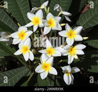 Frangipani, Tempelbaum, Plumeria rubra, Apocynaceae. Weiße Sorte. Teneriffa, Kanarische Inseln. Stockfoto