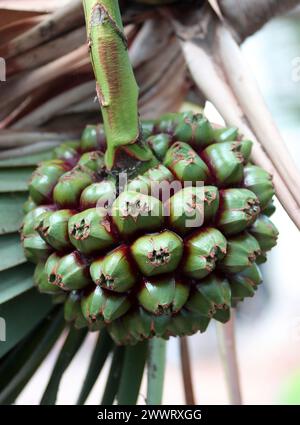 Gewöhnliche Schraubenspinne, Pandanus utilis, Pandanaceae. Teneriffa, Kanarische Inseln. Ursprünglich aus Madagaskar. Stockfoto