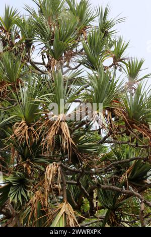 Gewöhnliche Schraubenspinne, Pandanus utilis, Pandanaceae. Teneriffa, Kanarische Inseln. Ursprünglich aus Madagaskar. Stockfoto