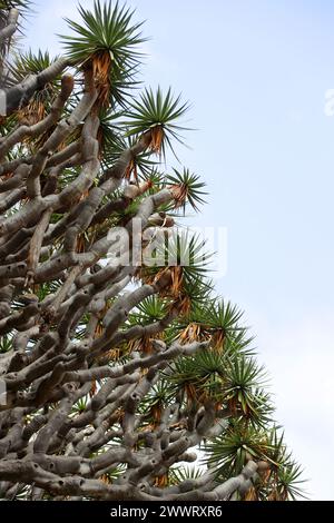 Der Millennium Kanarischen Drachenbaum im Parque del Drago (Drache Park), Icod de Los Vinos, Teneriffa, Kanarische Inseln. Stockfoto