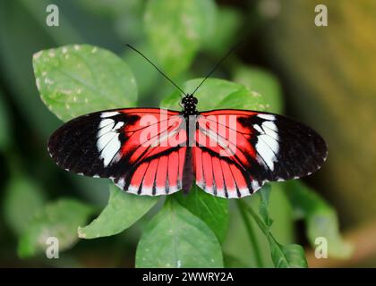 Postman Butterfly, Common Postman, Heliconius melpomene, Nymphalidae, Lepidoptera. Mittel- und Südamerika. Stockfoto