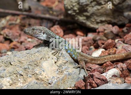 Männliche Gallot-Echse, Teneriffa-Echse oder Kanarienechse, Gallotia galloti, Lacertidae, Reptilia. Das ist ein männlicher Northern Teneriffa Lizard. Stockfoto