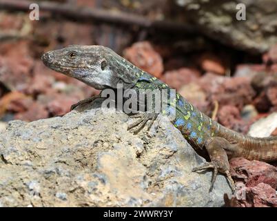 Männliche Gallot-Echse, Teneriffa-Echse oder Kanarienechse, Gallotia galloti, Lacertidae, Reptilia. Das ist ein männlicher Northern Teneriffa Lizard. Stockfoto