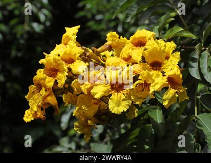 Nil Nil Trompete, Siala Baum, Markhamia Baum, Tulpe, Markhamia Lutea, Catalpa. Trumpet Vine-Familie. Endemische Baum in Kenia. Stockfoto