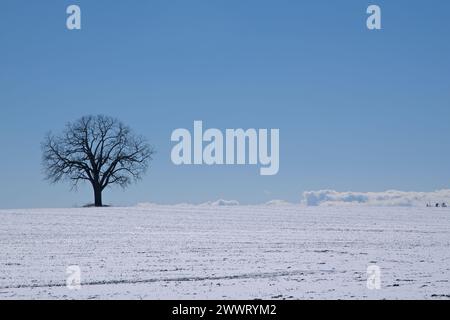 Silhouette eines einzelnen einsamen Ahornbaums isoliert auf dem schneebedeckten Hügel, perfekt als Hintergrund Stockfoto