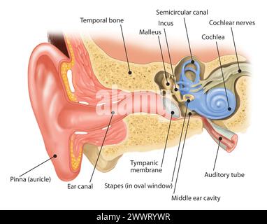 Die innere Struktur des menschlichen Ohres Stockfoto