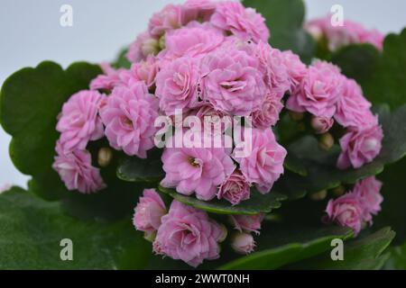 Echte frische Blumen, Kalanchoe-Setzlinge, die in einem grauen Plastiktopf wachsen. Viele kleine rosa Blüten mit groben, großen grünen Blättern. Stockfoto