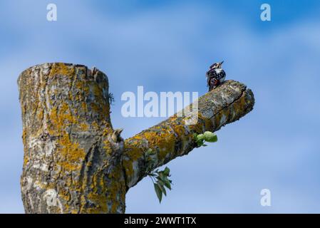 Toller Spotted Holzspecht auf Pappholz, im horizontalen Format aufgenommen Stockfoto