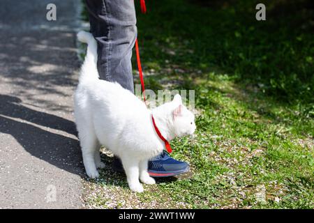 Katze, die mit dem Gurtzeug im Park läuft Stockfoto