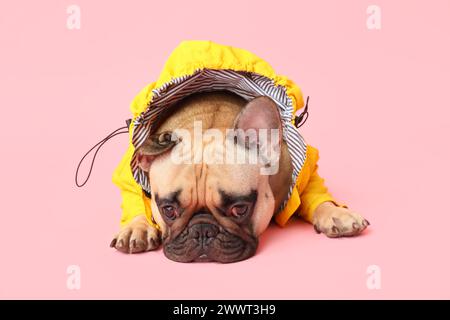 Süße französische Bulldogge im Regenmantel auf rosa Hintergrund Stockfoto