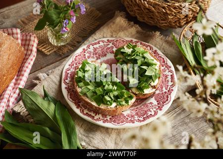 Frischer Bärlauch oder Bärenblätter auf zwei Scheiben Sauerteigbrot mit Butter. Wilde essbare Pflanze. Stockfoto