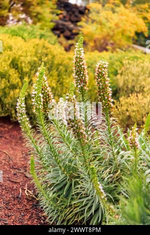 Nahaufnahme der Tajinaste-Blume (Echium brevirame), auch bekannt als Teneriffa Rotblumen-Bugloss. Stockfoto