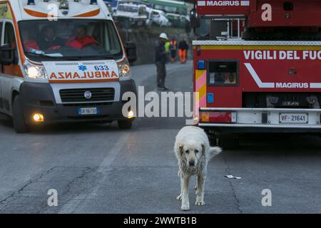 Amatrice, Rieti Italien 25. August 2016 ein trauriger und verlassener Hund nach dem Erdbeben sucht auf den Straßen nach seinen Besitzern Stockfoto