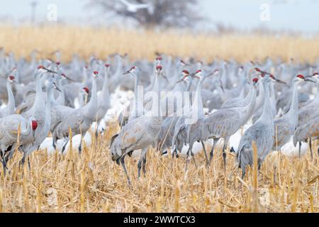 Herde von Sandhügelkranen (Grus canadensis) und Schneegänsen (Chen caerulescens). Bernardo Waterfowl Management Area, New Mexico. USA, von Dominique Braud Stockfoto