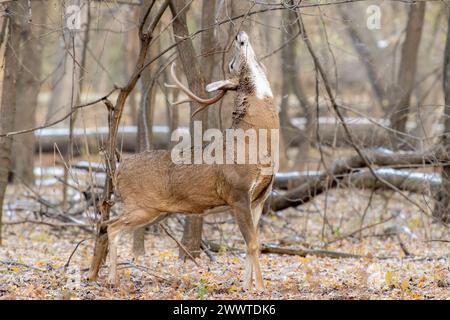 Duftmarkierungszweig des Wildschwanzbocks (Odocoileus virginianus) während der Furche, Spätherbst, E USA, von Dominique Braud/Dembinsky Photo Assoc Stockfoto