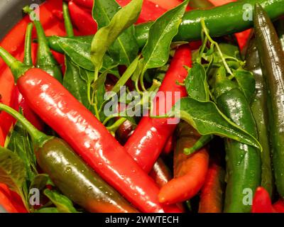 Heiße rote und grüne Chiili-Früchte in einer Schüssel, Lebensmittel, die aus einem Küchengarten stammen Stockfoto