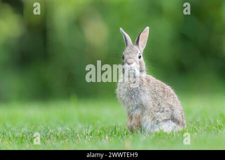 Junger Osternachthase (Sylvilagus floridanus)., Ost-Nordamerika, von Dominique Braud/Dembinsky Photo Assoc Stockfoto