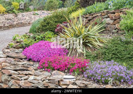 Adams Nadel, schwaches Blatt Yucca (Yucca filamentosa „Bright Edge“, Yucca filamentosa Bright Edge), Kultivierung Bright Edge in einem Blumenbeet mit Phlox-Setace Stockfoto