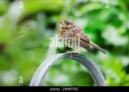 Europäischer robin (Erithacus rubecula), Jugendlicher, der auf einer Gießkanne sitzt, Deutschland Stockfoto