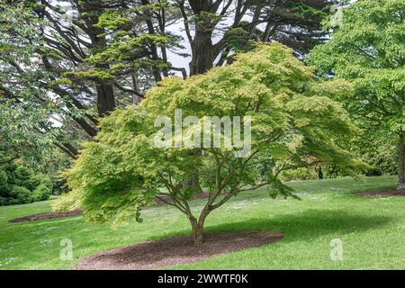 PALMATE Ahorn, glatter japanischer Ahorn (Acer palmatum 'Seiryu', Acer palmatum Seiryu), Gewohnheit der Sorte Seiryu Stockfoto