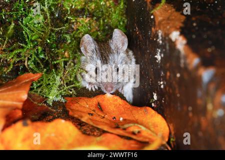 Hausmaus (Mus musculus), lookíng aus dem Versteck, Deutschland Stockfoto