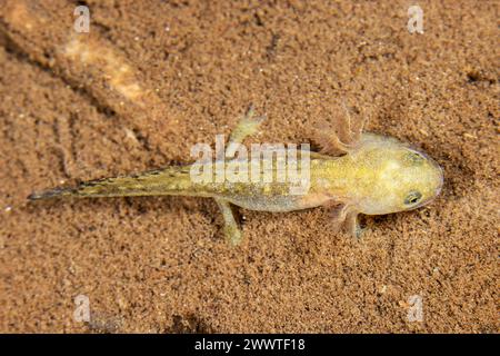 Europäischer Feuersalamander (Salamandra salamandra), Raupe im Wasser, Deutschland Stockfoto