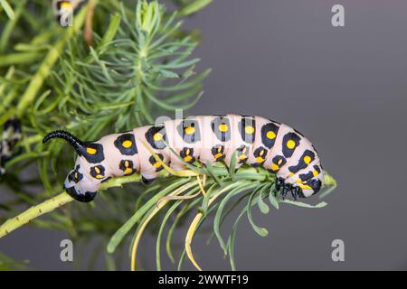 Mediterrane Falkenmotte, große Spurge-Falkenmotte (Hyles nicaea), raupe auf einem Fluch Stockfoto