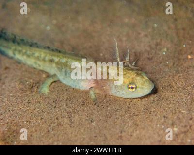 Europäischer Feuersalamander (Salamandra salamandra), Raupe im Wasser, Deutschland Stockfoto