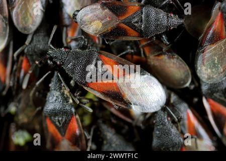 Malvenkäfer, Limettenkäfer (Oxycarenus lavaterae), zahlreiche Tiere auf einer Linde, Deutschland Stockfoto