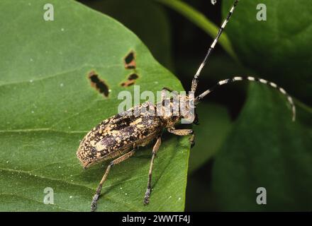 Zimmermann sägekäfer (Monochamus sartor), auf einem Blatt sitzend, Deutschland Stockfoto