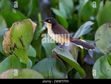 Schwarzer Spotttrush (Donacobius atricapilla atricapilla, Donacobius atricapillus), der auf einem Wasser-Hyazinthen-Blatt in den Pantanal-Feuchtgebieten Brazi thront Stockfoto