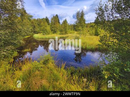 Palsa-Formationen im Hohen Venn, Deutschland, Nordrhein-Westfalen, Eifel Stockfoto