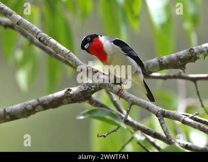 Kirschkehltanager (Nemosia rourei) auf einem Zweig im brasilianischen Atlantischen Wald - eine vom Aussterben bedrohte Art und einer der seltensten Vögel Stockfoto