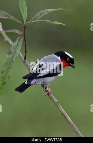 Kirschkehltanager (Nemosia rourei) auf einem Zweig im brasilianischen Atlantischen Wald - eine vom Aussterben bedrohte Art und einer der seltensten Vögel Stockfoto